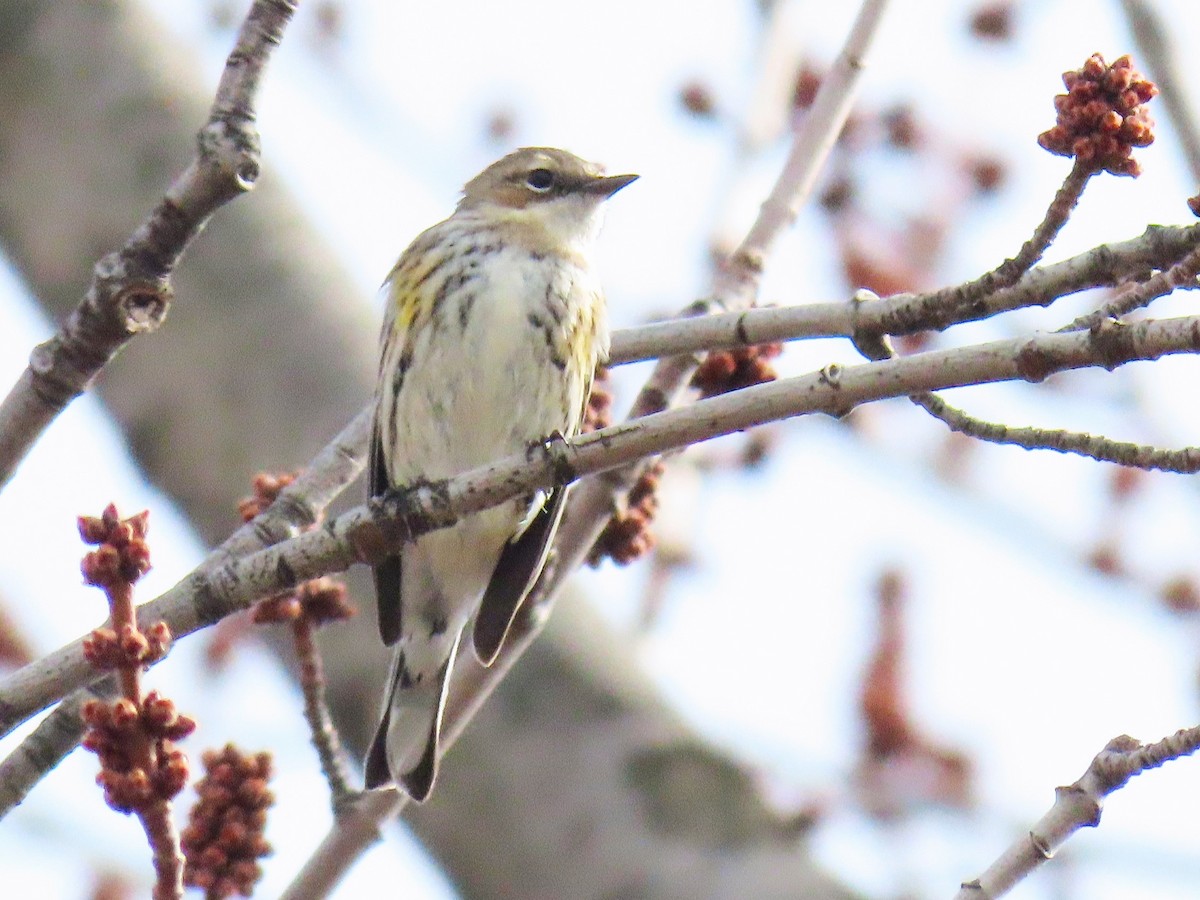 Yellow-rumped Warbler - ML632104113
