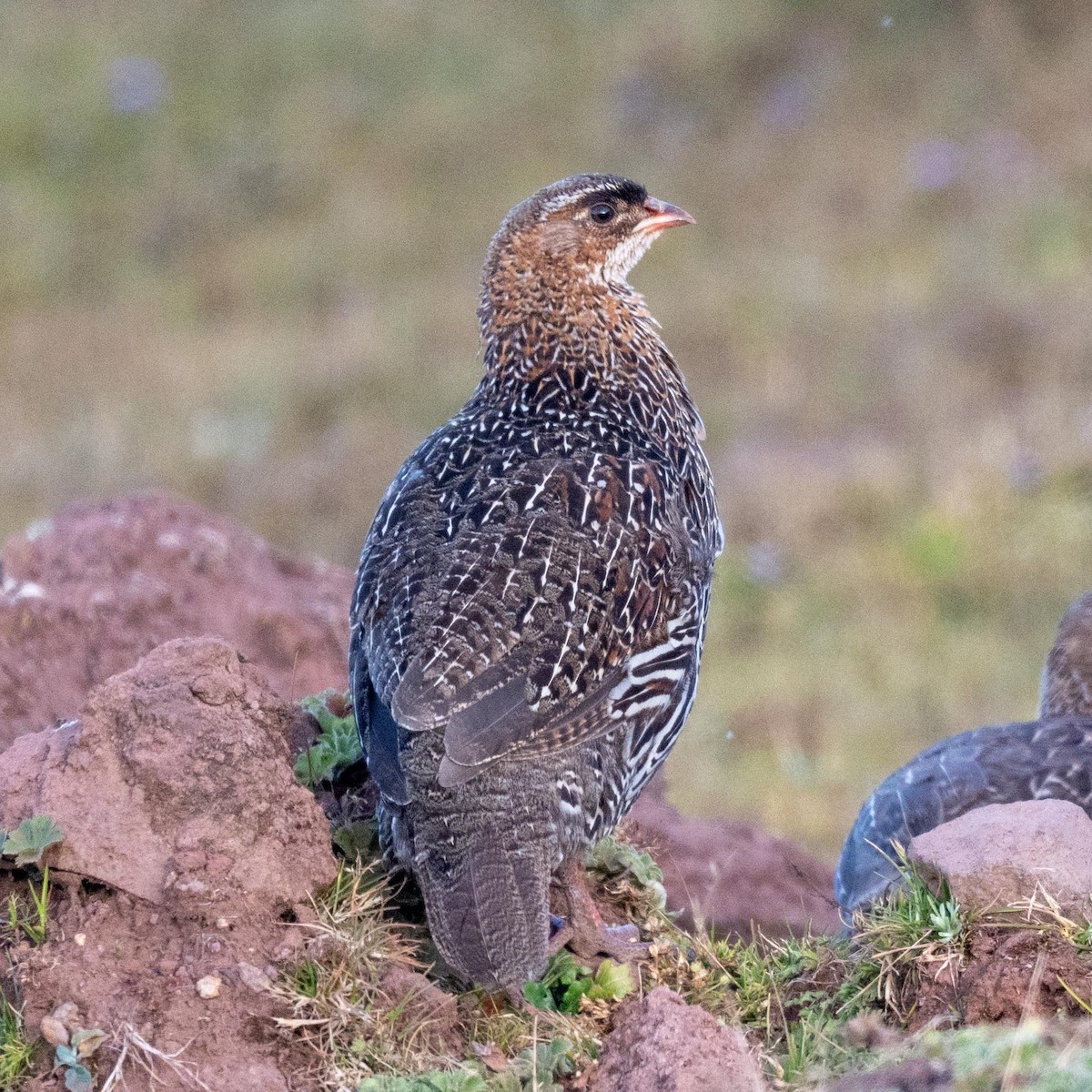 Chestnut-naped Spurfowl (Northern) - ML632104260