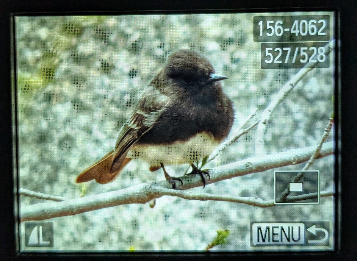 Black Phoebe - ML632104305
