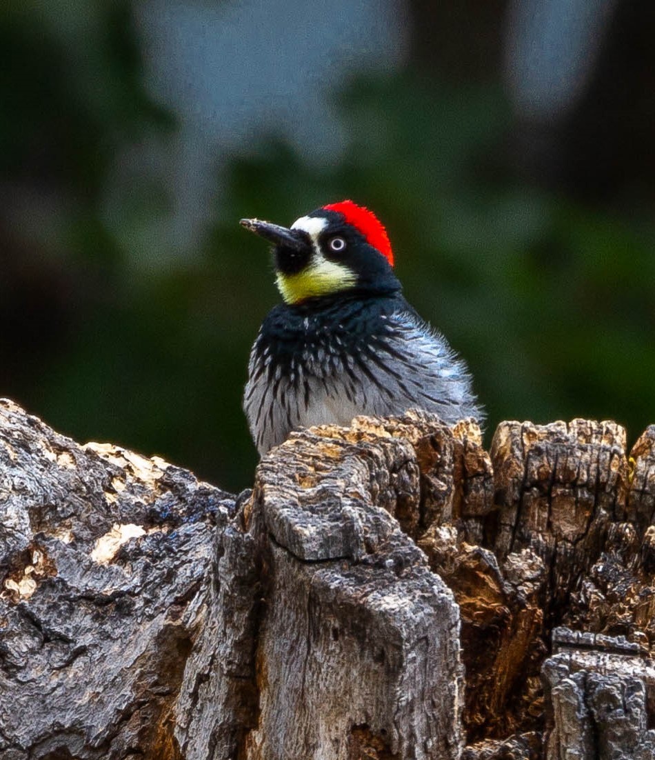 Acorn Woodpecker - ML632104480