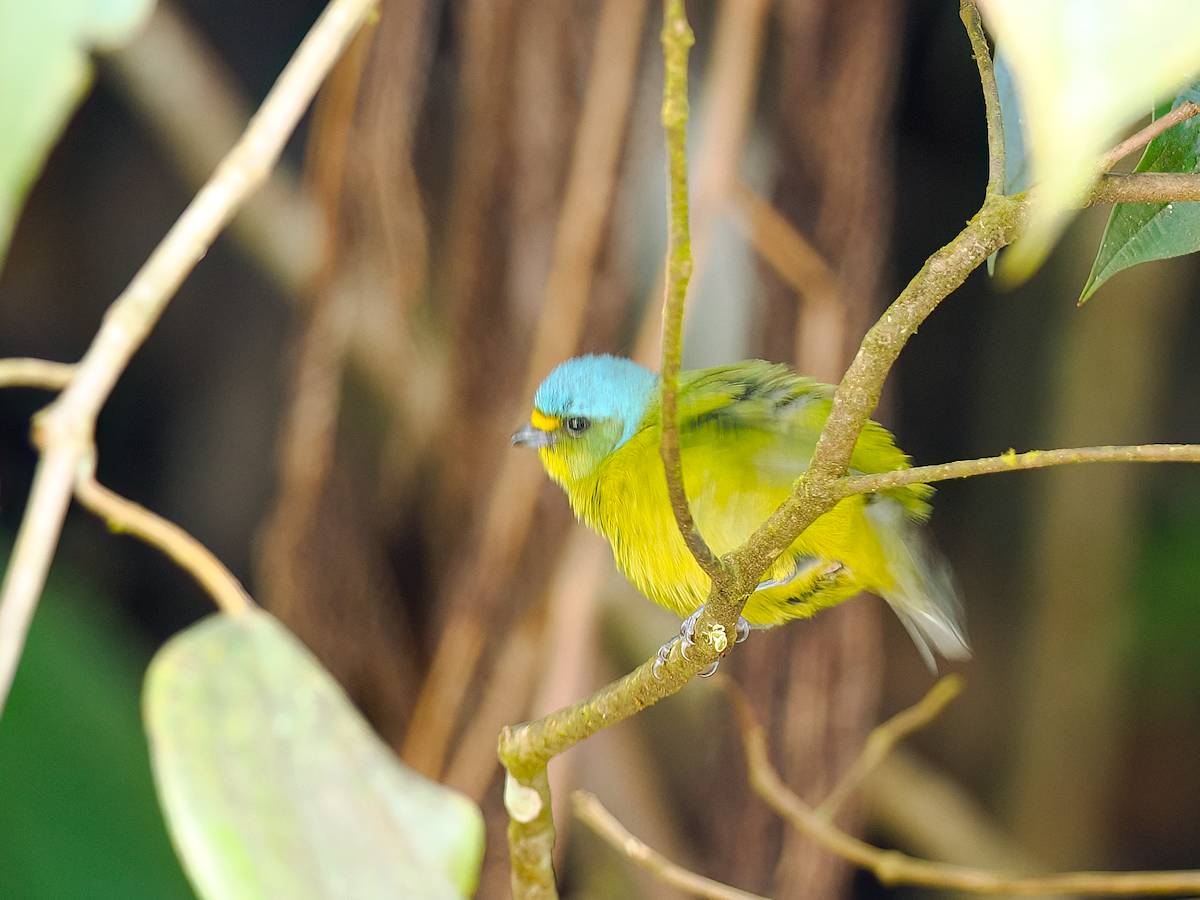 Lesser Antillean Euphonia - ML632104511