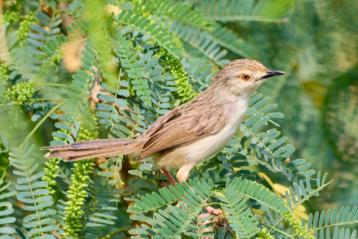 Graceful Prinia - ML632104519