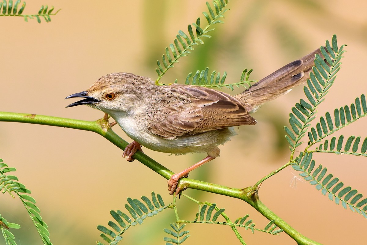 Graceful Prinia - ML632104525