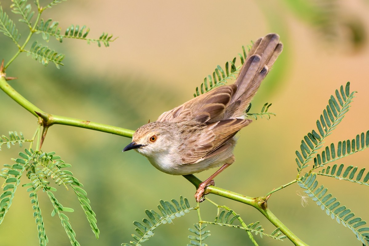 Graceful Prinia - ML632104530