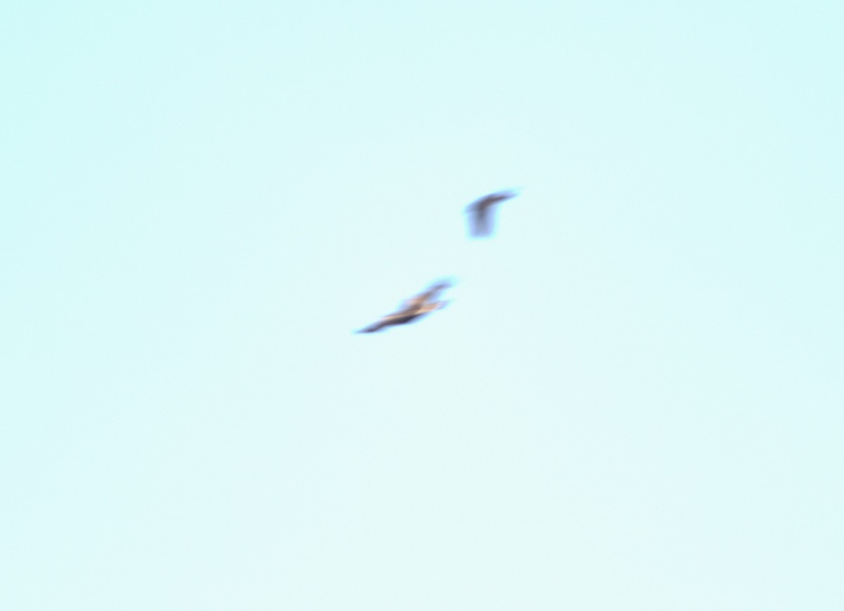 Kaya Kartalı - ML632104550