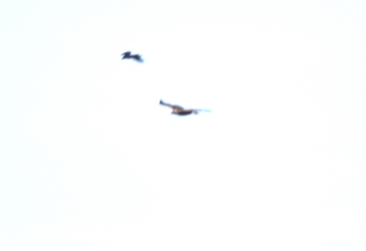 Kaya Kartalı - ML632104551