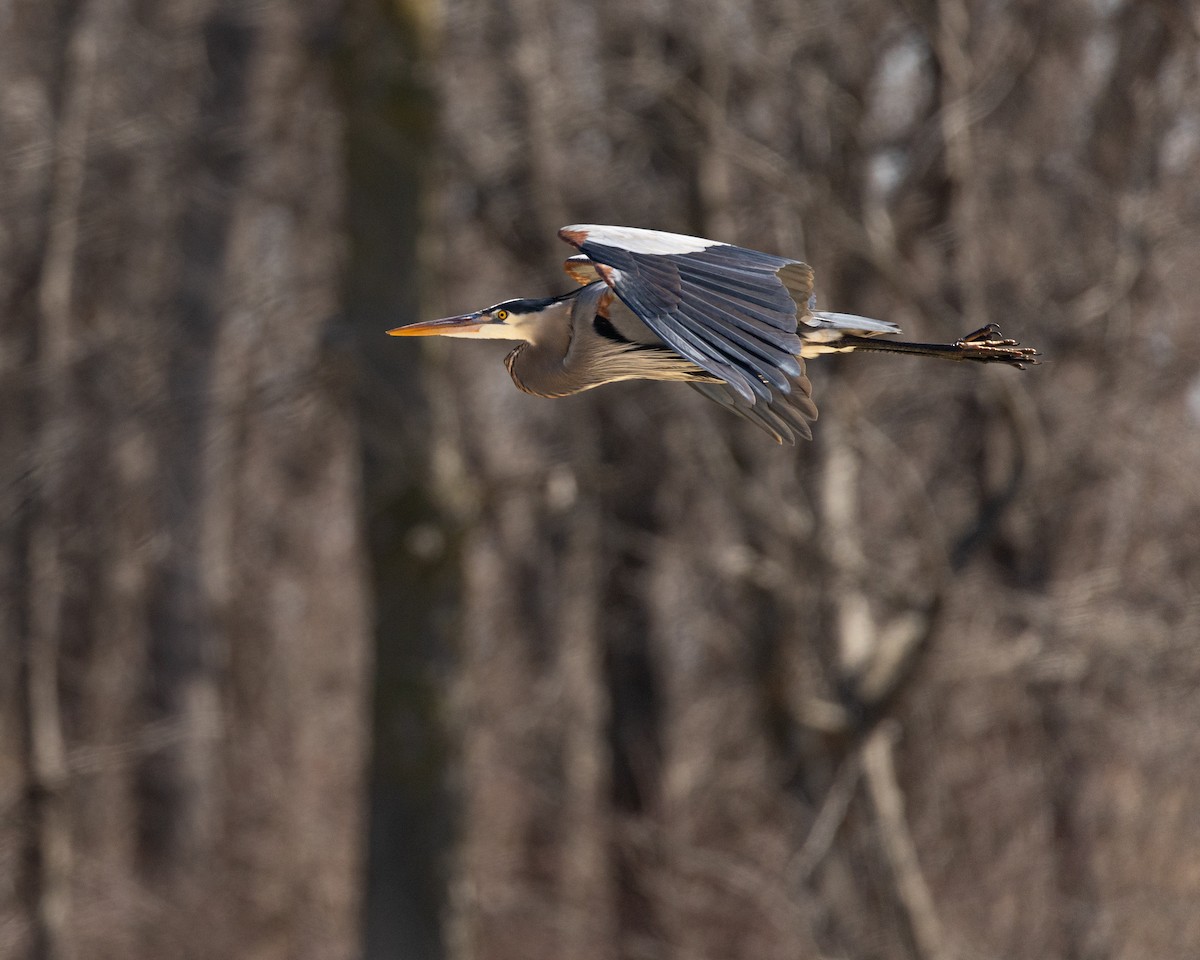 Great Blue Heron (Great Blue) - ML632104563