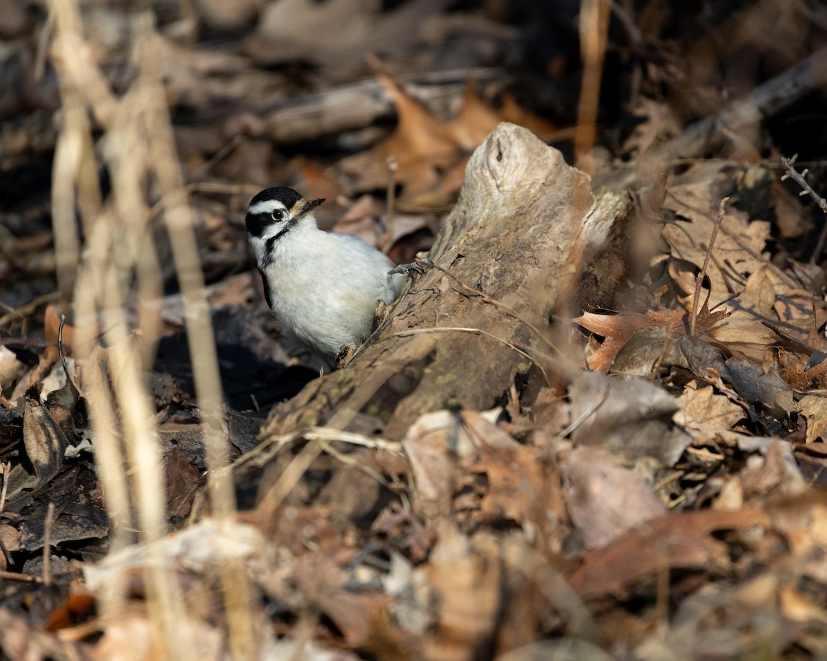 Downy Woodpecker - ML632104570