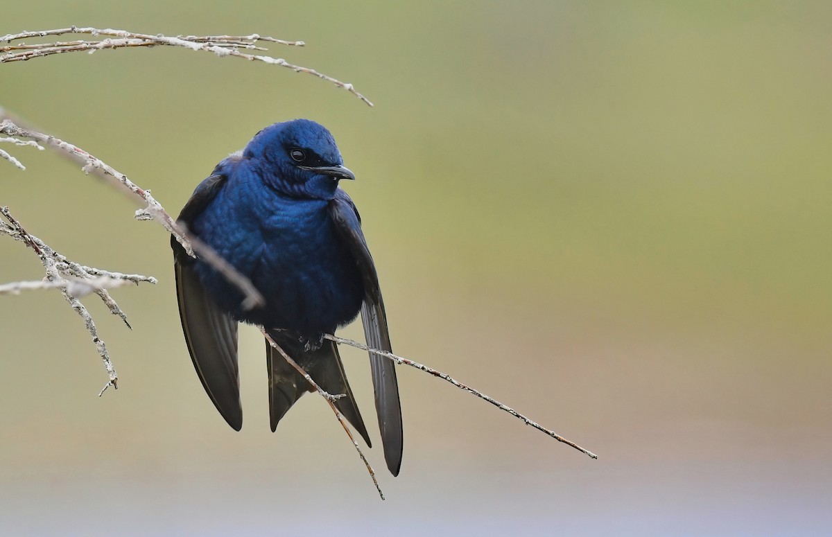 Purple Martin - ML632104625