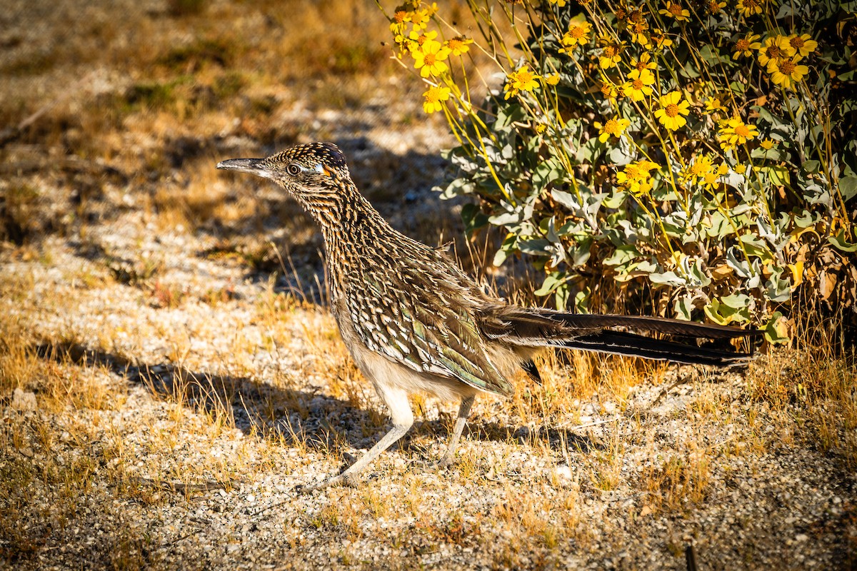Greater Roadrunner - ML632104662