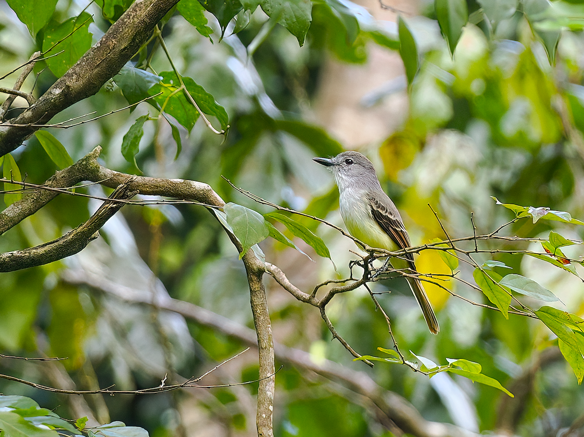 Lesser Antillean Flycatcher - ML632104666