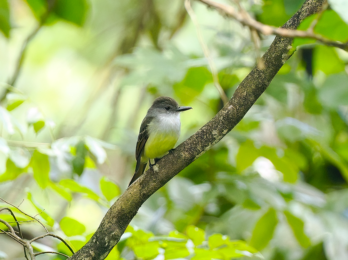 Lesser Antillean Flycatcher - ML632104668