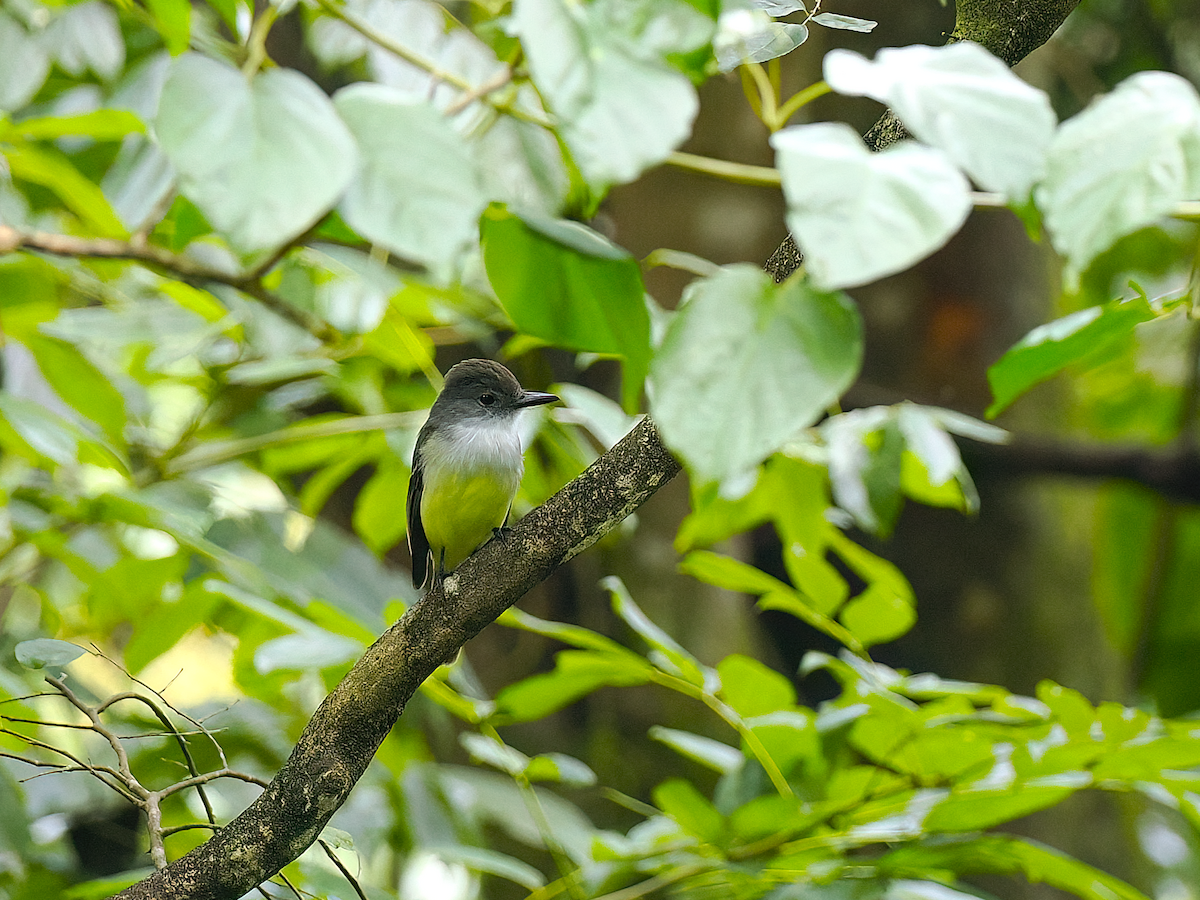 Lesser Antillean Flycatcher - ML632104669