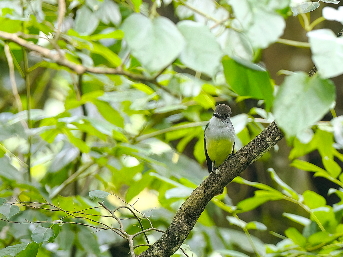 Lesser Antillean Flycatcher - ML632104670