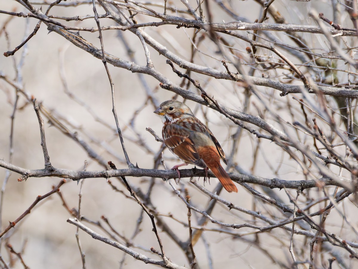 Fox Sparrow - ML632105069