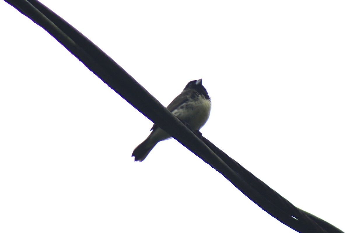 Yellow-bellied Seedeater - ML632105222