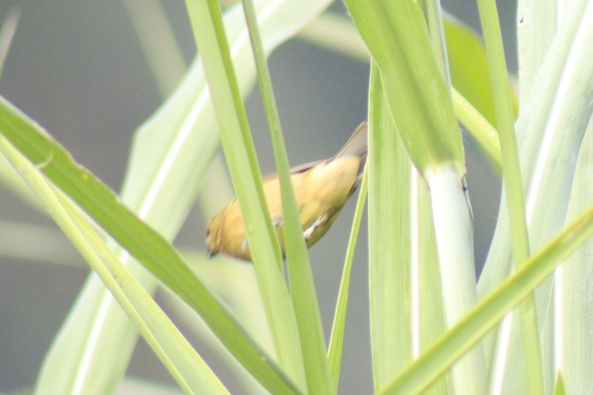 Yellow-bellied Seedeater - ML632105224