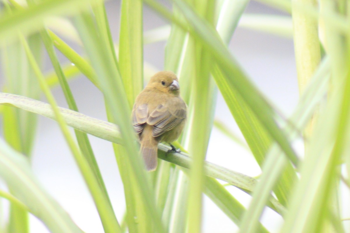 Yellow-bellied Seedeater - ML632105226