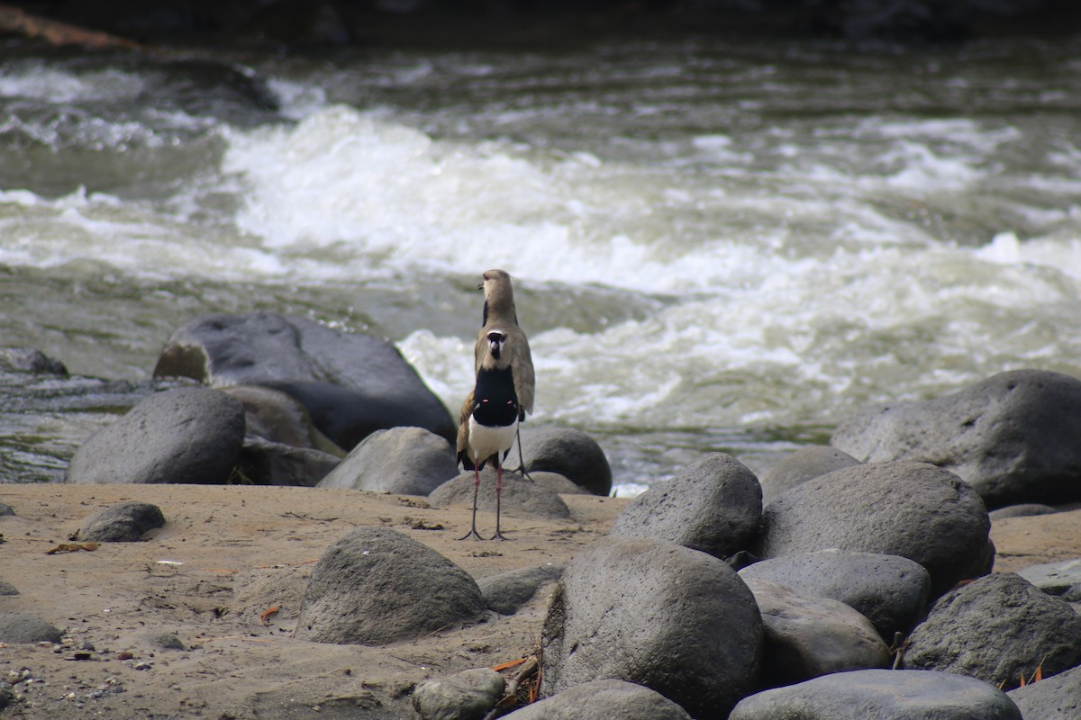 Southern Lapwing - ML632105276