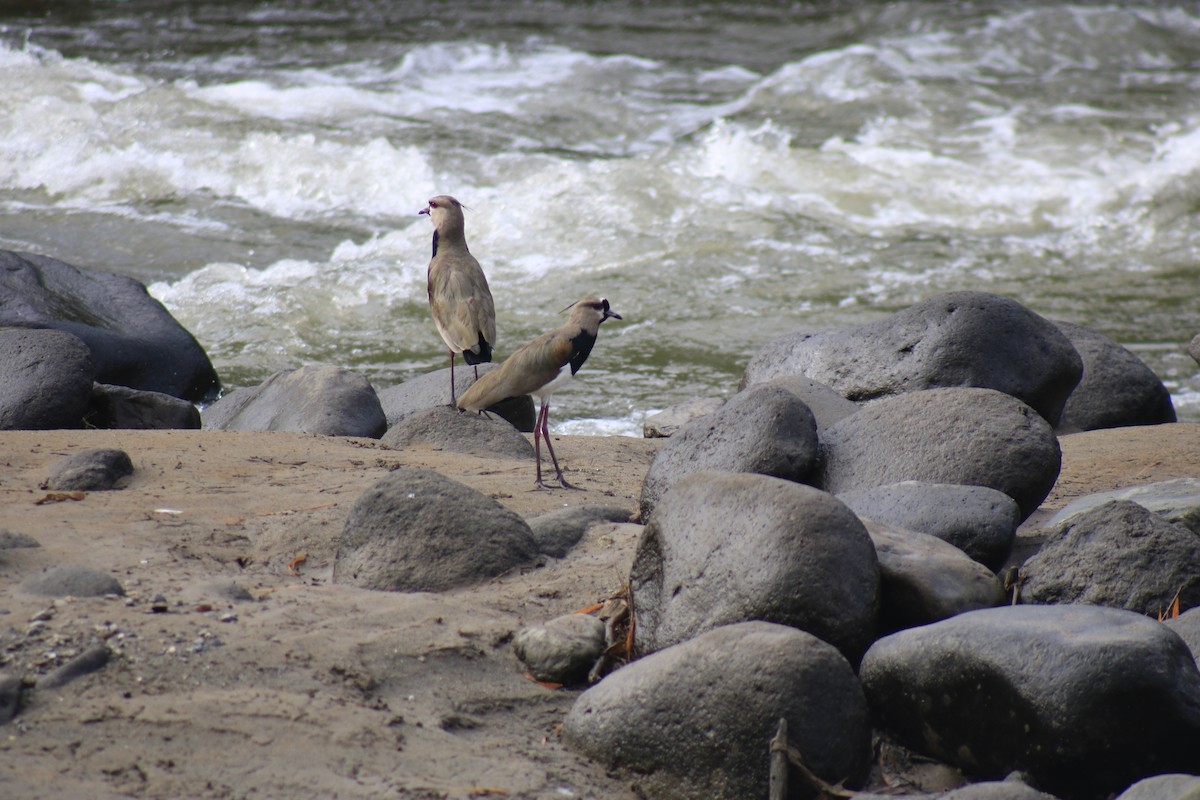 Southern Lapwing - ML632105280