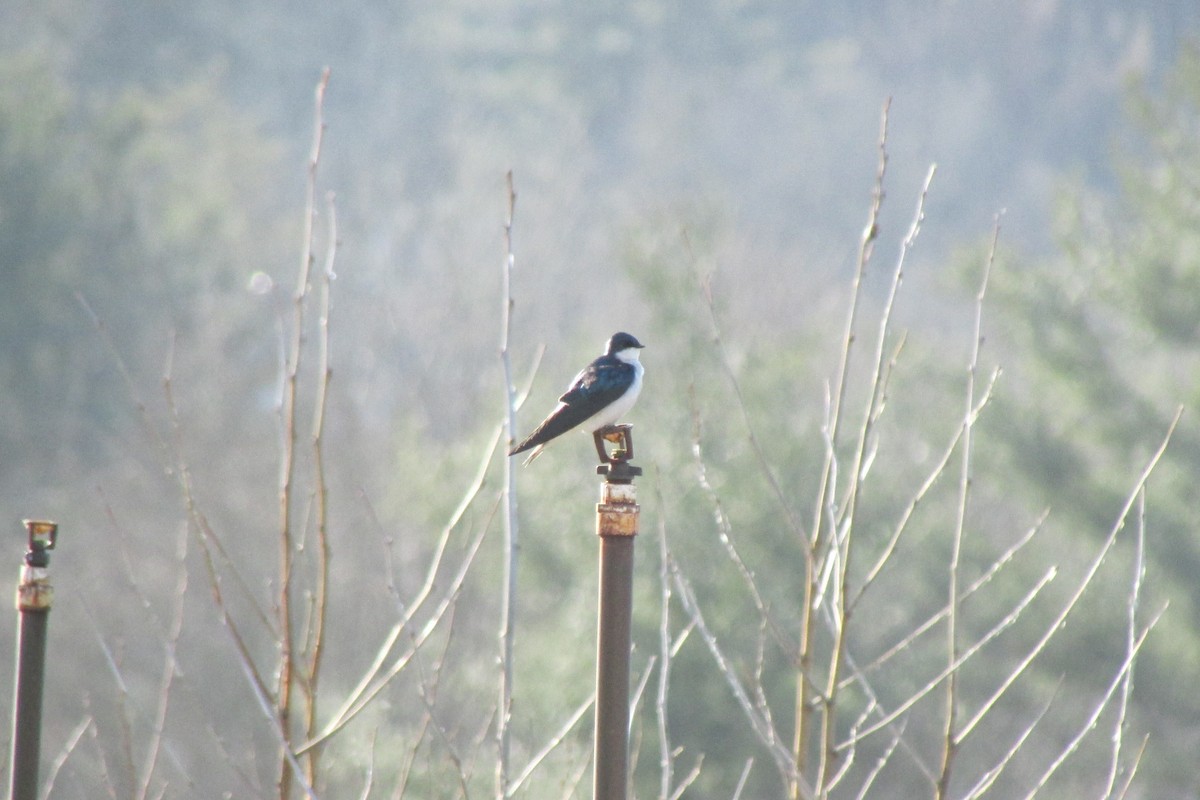 Tree Swallow - ML632105288