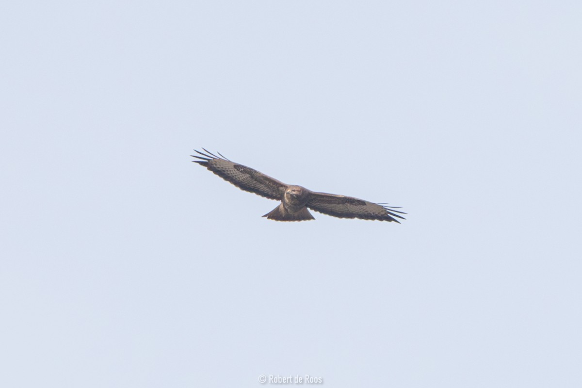 Канюк - ML632105406