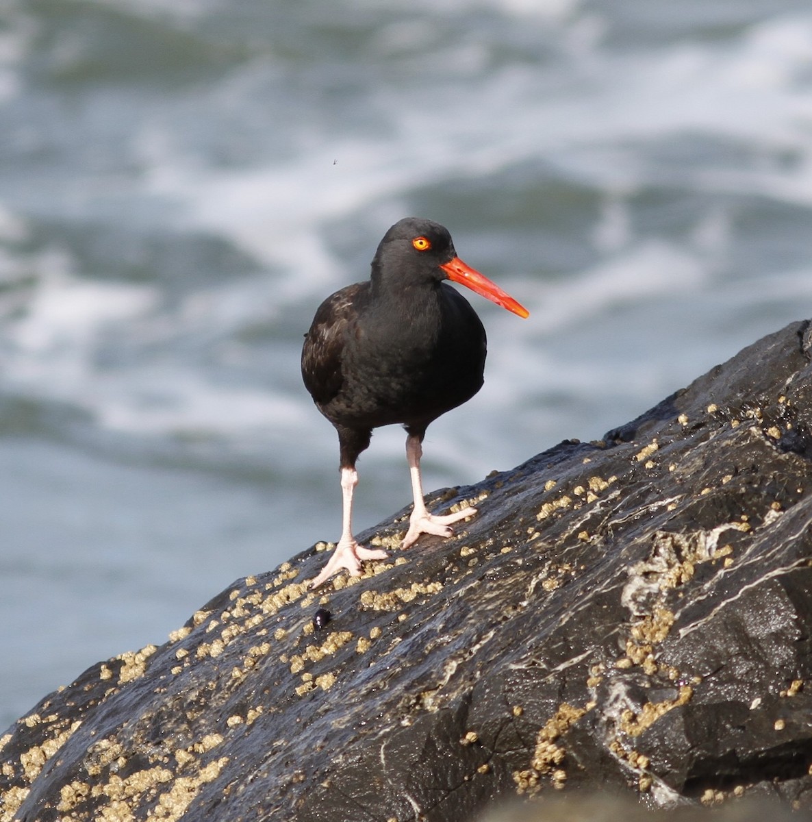Black Oystercatcher - ML632105457