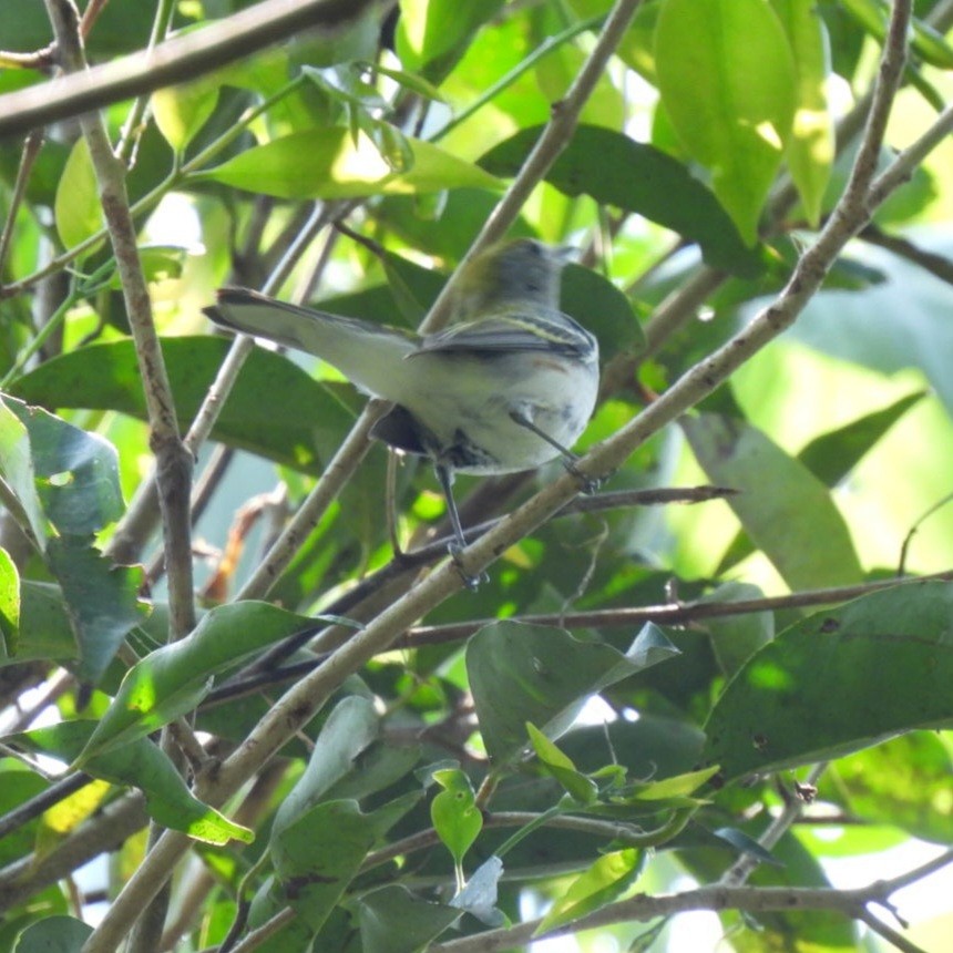 Chestnut-sided Warbler - ML632105464