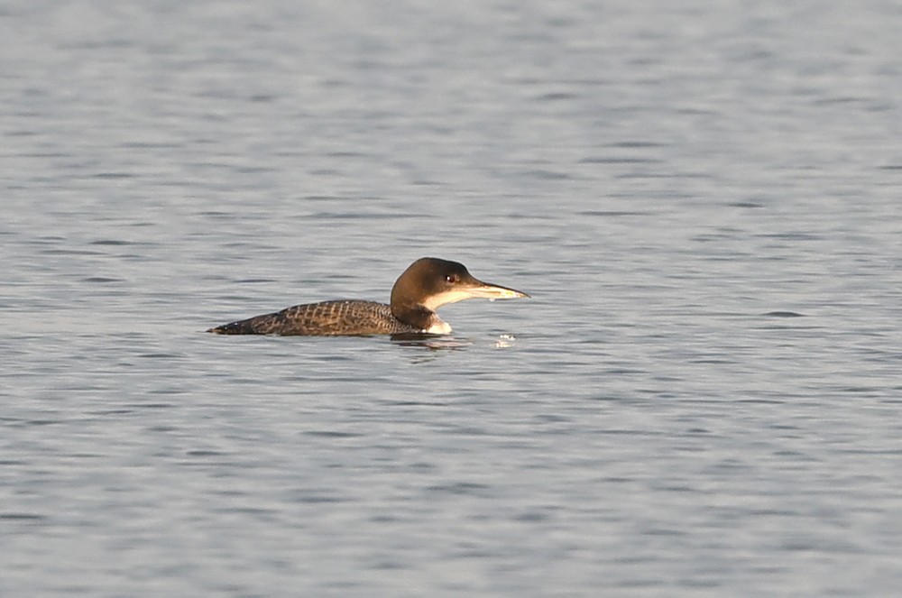 Common Loon - ML632105754