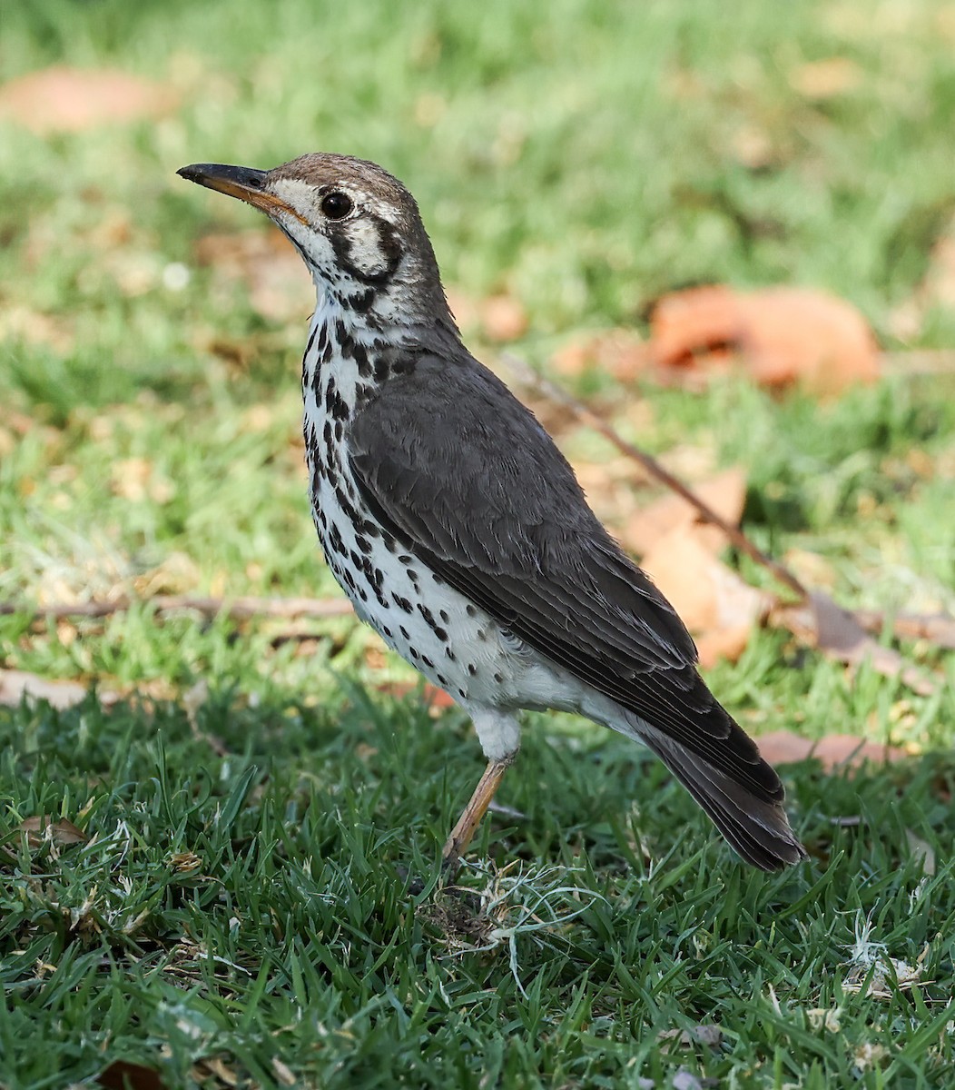 Groundscraper Thrush - ML632105853