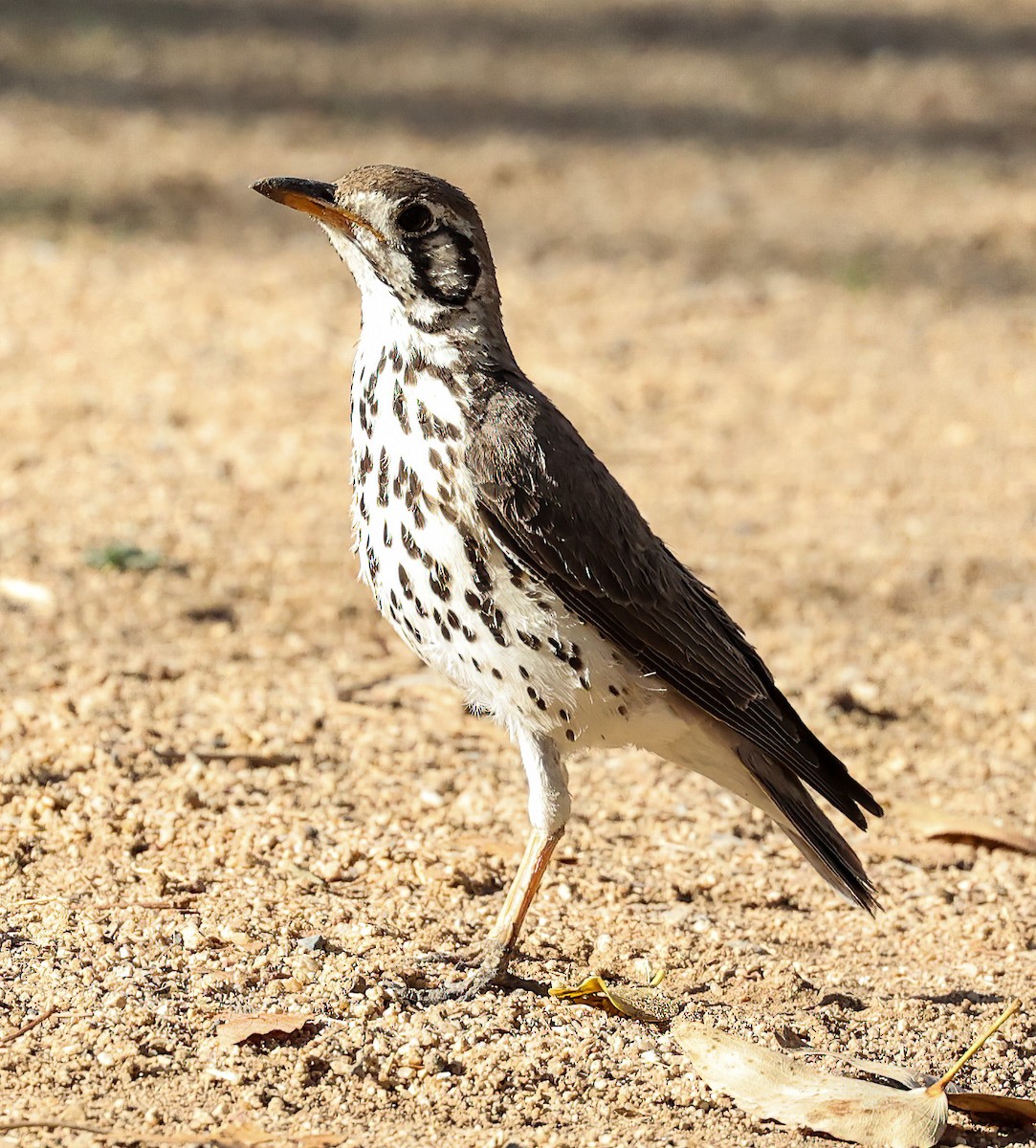 Groundscraper Thrush - ML632105896