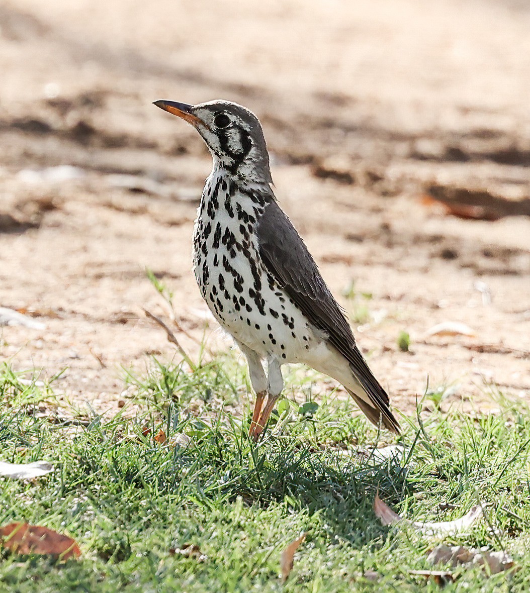 Groundscraper Thrush - ML632105897