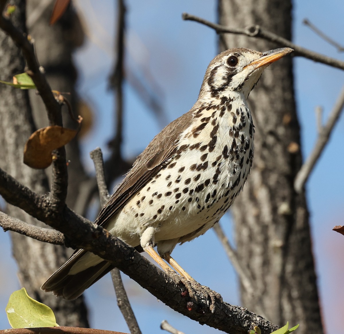 Groundscraper Thrush - ML632105898