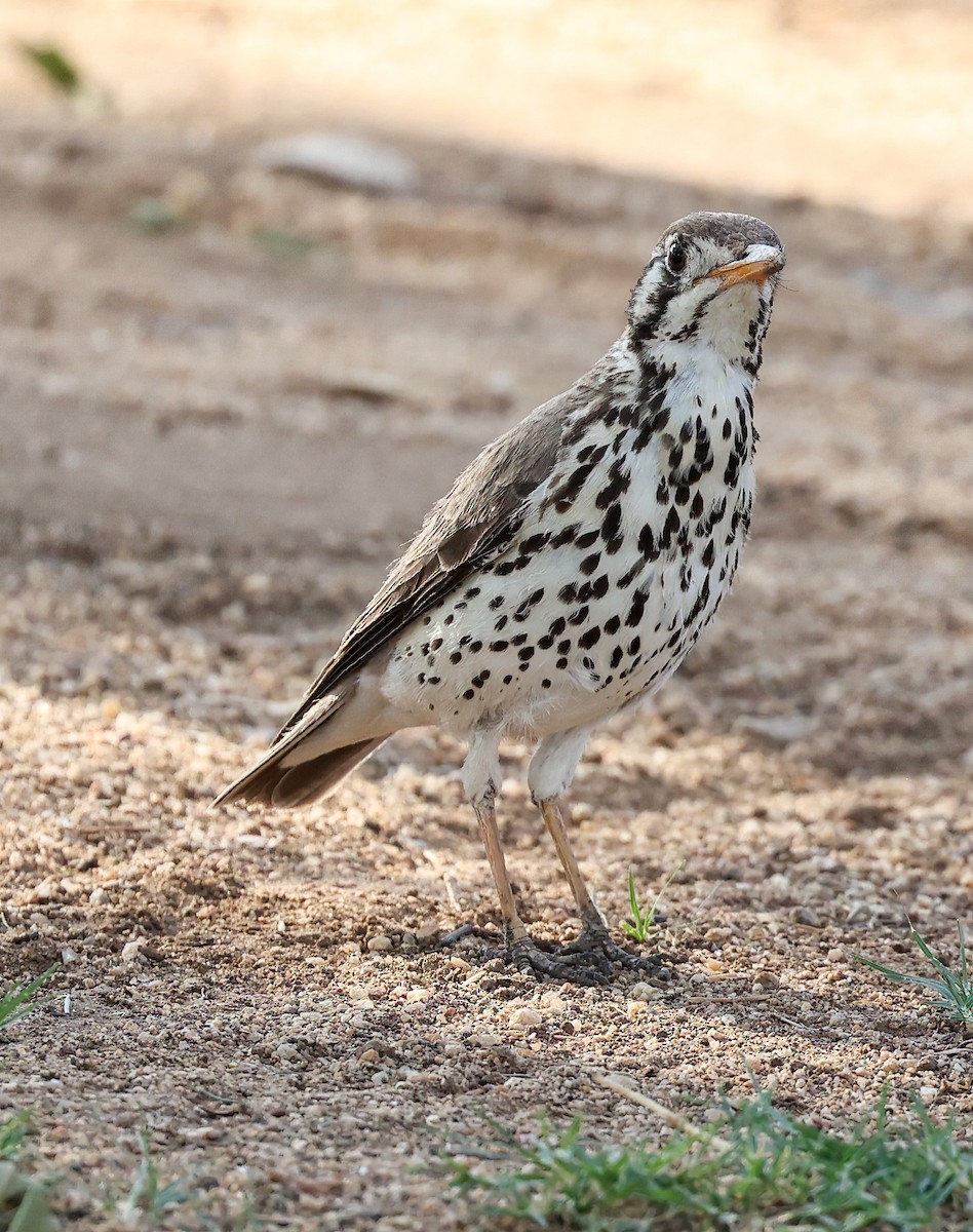Groundscraper Thrush - ML632105899