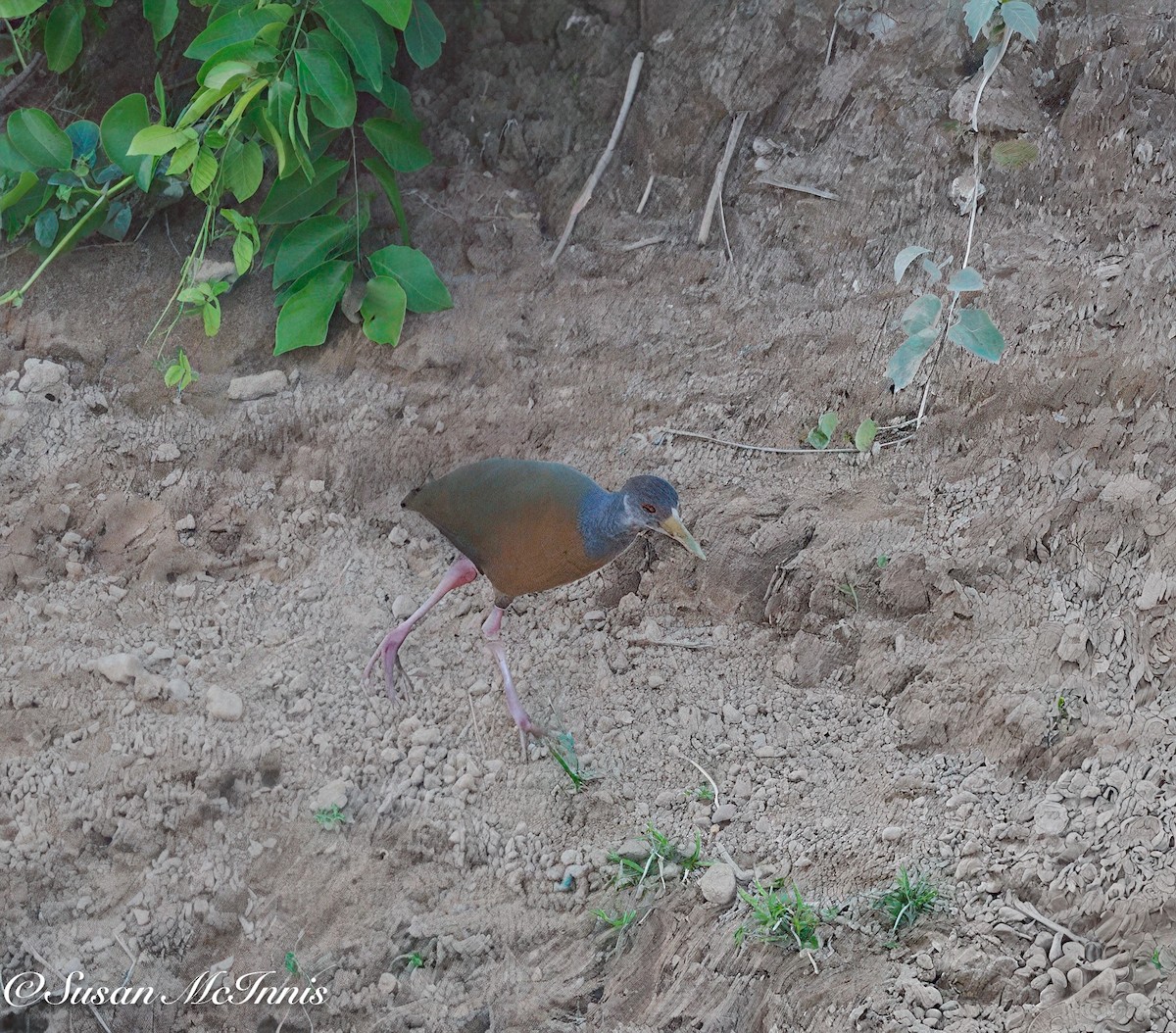 Gray-cowled Wood-Rail - ML632105930