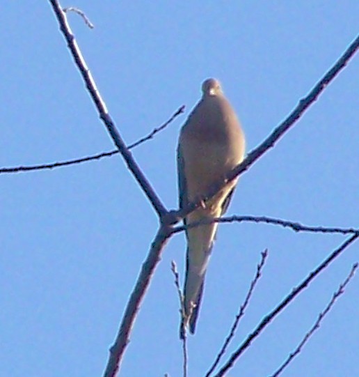 Mourning Dove - ML632105935