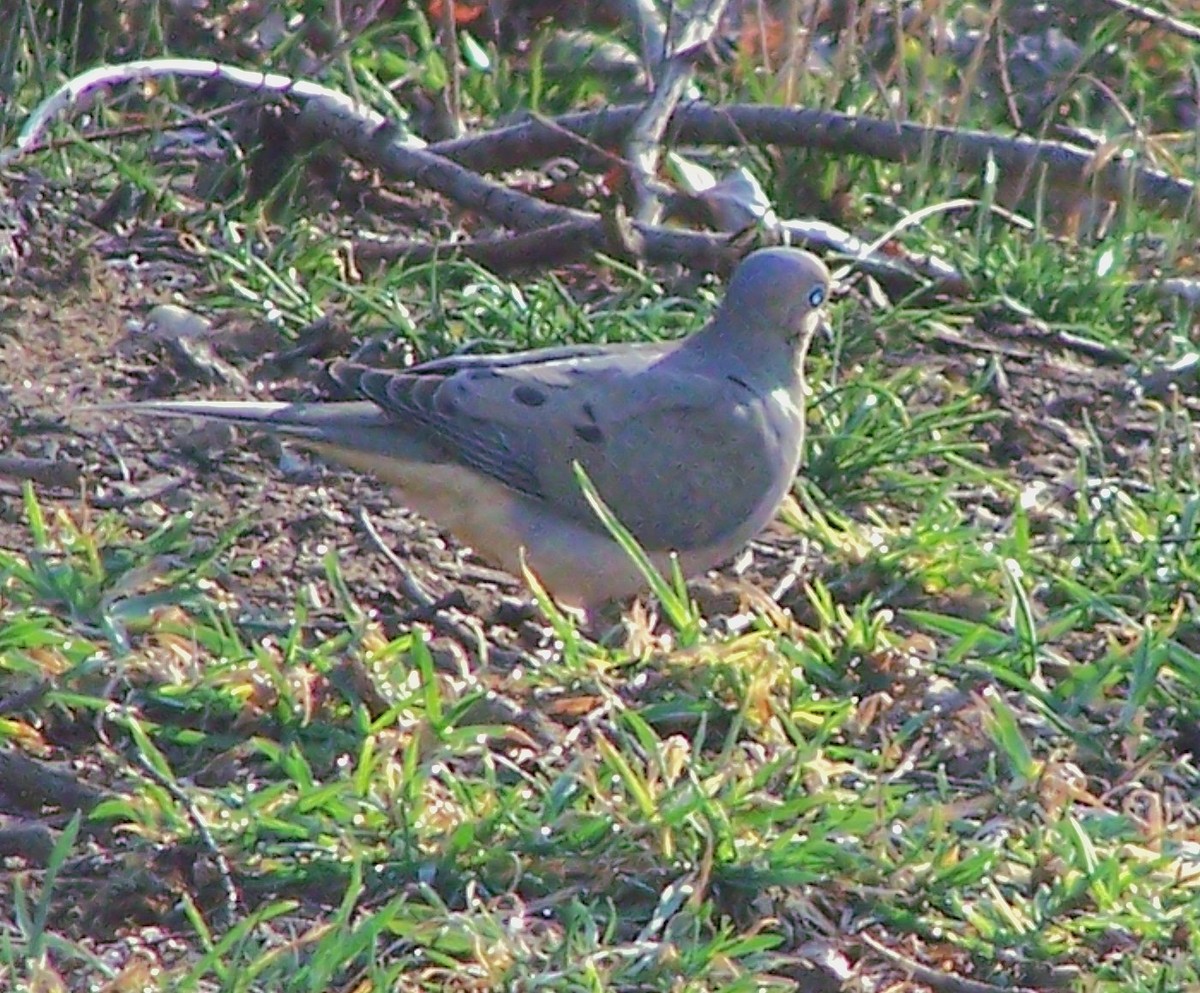 Mourning Dove - ML632105936