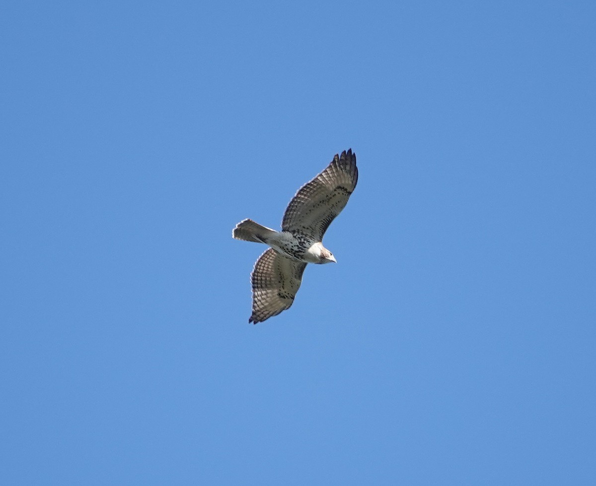 Red-tailed Hawk - ML632105971