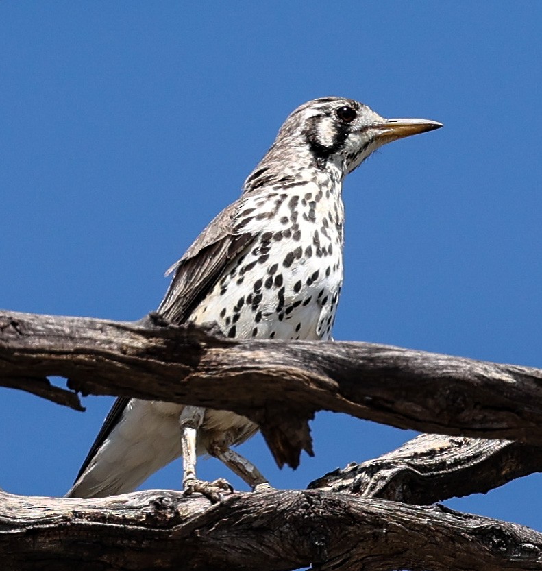 Groundscraper Thrush - ML632105973