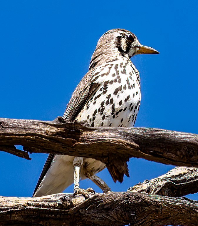 Groundscraper Thrush - ML632105974