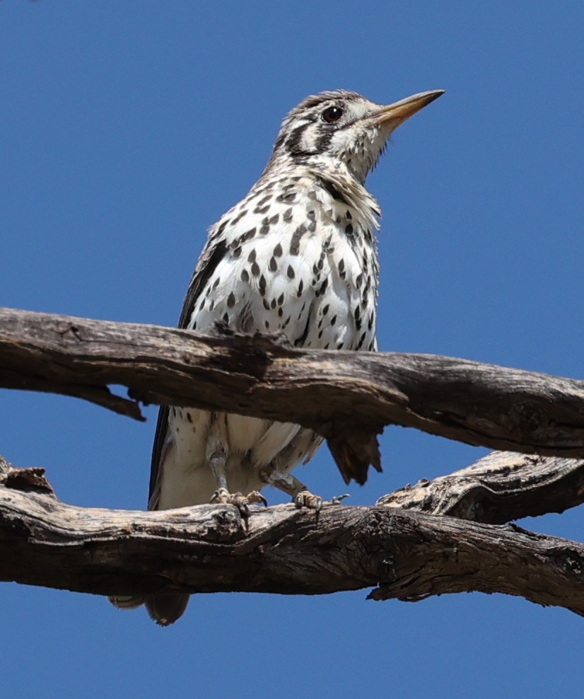 Groundscraper Thrush - ML632105975