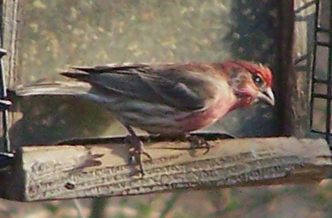House Finch - ML632106065