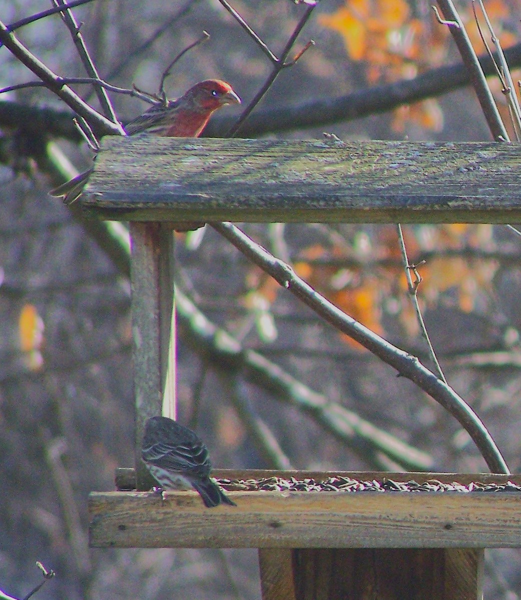 House Finch - ML632106066