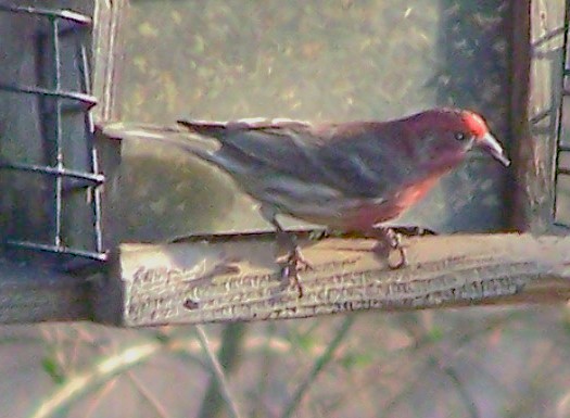House Finch - ML632106067