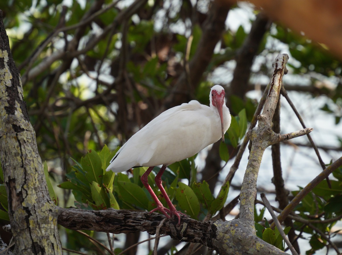Ibis zuria - ML632106176