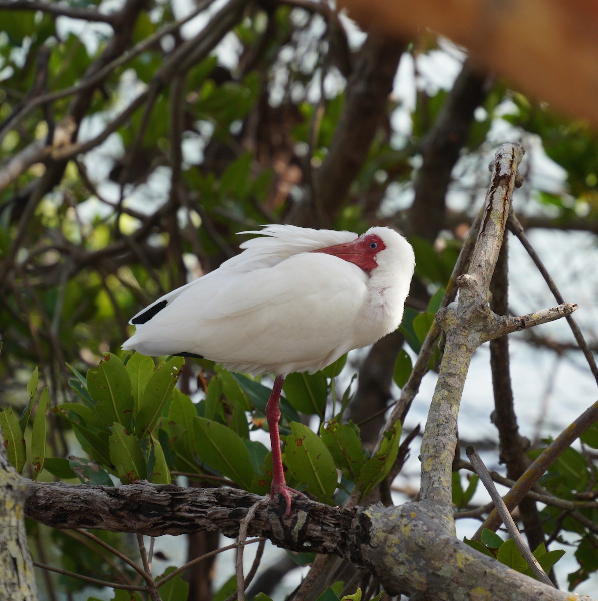 Ibis zuria - ML632106177