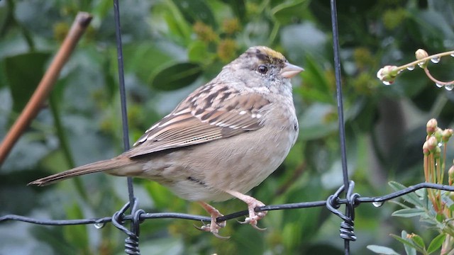 Golden-crowned Sparrow - ML632106225