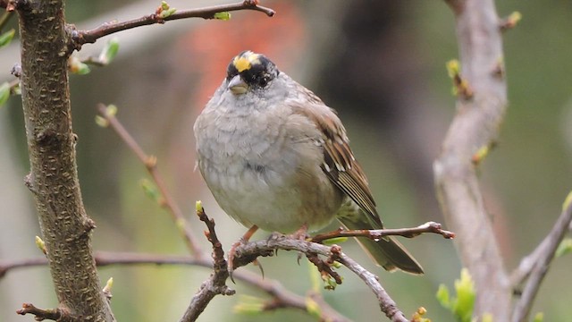Golden-crowned Sparrow - ML632106226