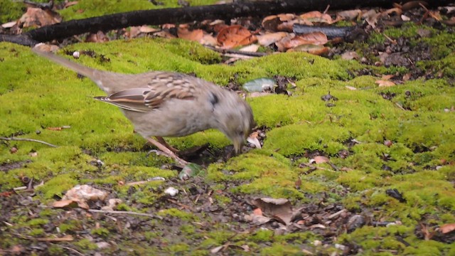 Golden-crowned Sparrow - ML632106235