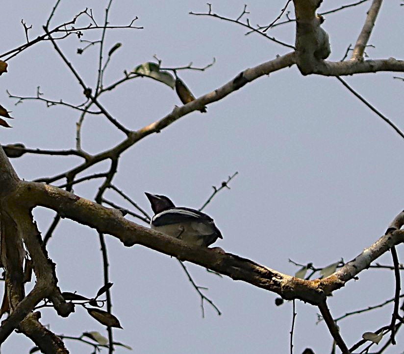 Purple-throated Cotinga - ML632106250